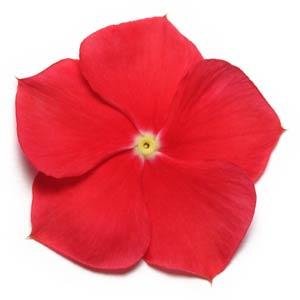 Катарантус розовый (Vinca rosea)