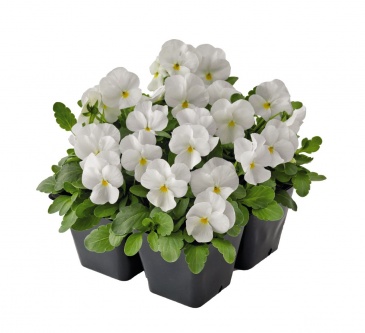 Виола рогатая (Viola cornuta)