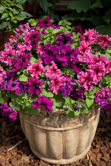 Петуния крупноцветковая бахромчатая (генетически компактная) (Petunia grandiflora)