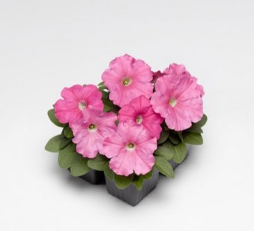 Петуния многоцветковая (генетически компактная) (Petunia multiflora)