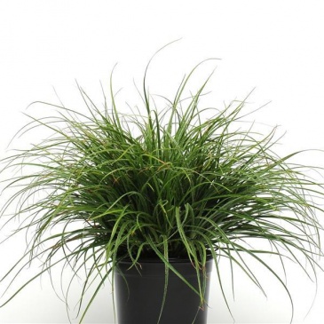 Ожика снежно-белая (Luzula nivea)