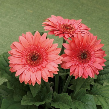 Гербера Джемсона (Gerbera jamesonii)