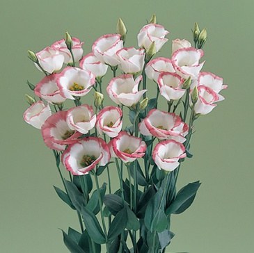 Лизиантус (Эустома) крупноцветковый (Lisianthus grandiflorum)