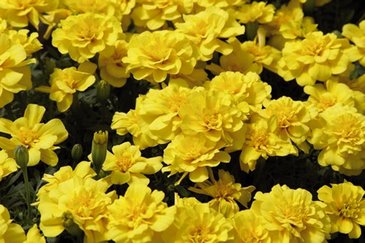 Бархатцы отклоненные (Tagetes patula)