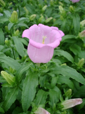 Колокольчик средний (Campanula medium)