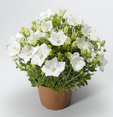 Колокольчик карпатский (Campanula carpatica)