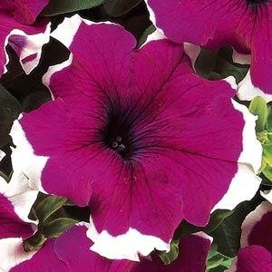 Петуния крупноцветковая (Petunia grandiflora)