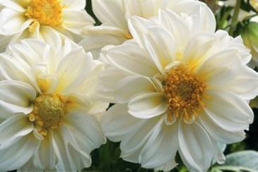 Георгина изменчивая (Dahlia variabilis)