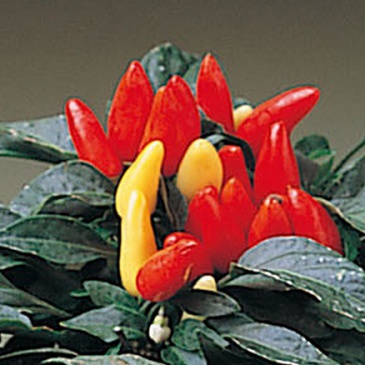 Перец летний (Capsicum annuum)