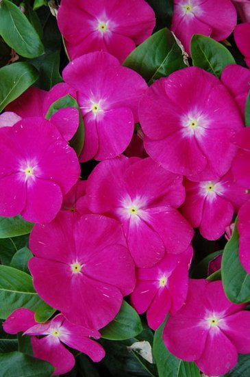 Катарантус розовый (Vinca rosea)