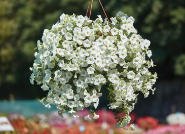Петуния ампельная гибридная (Petunia х hybrida)