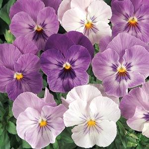 Виола виттрока (Viola wittrockiana)