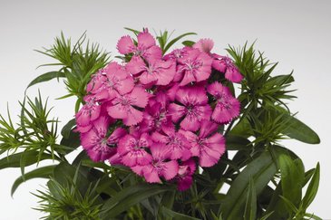 Гвоздика китайская х турецкая (Dianthus chinensis x barbatus)