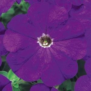 Петуния многоцветковая (Petunia multiflora)