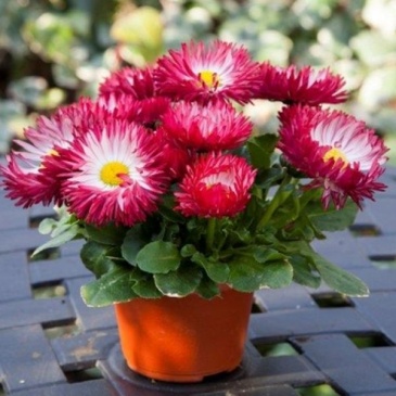 Маргаритка многолетняя (Bellis perennis)