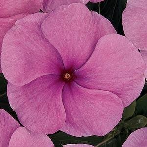 Катарантус розовый (Vinca rosea)