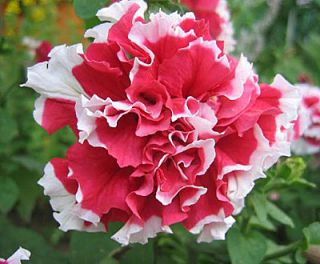 Петуния крупноцветковая махровая (Petunia grandiflora)