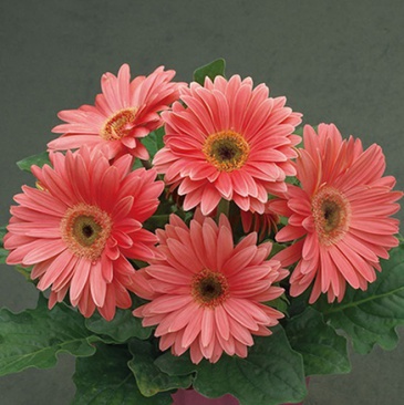 Гербера Джемсона (Gerbera jamesonii)