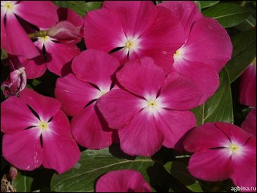 Катарантус розовый (Vinca rosea)