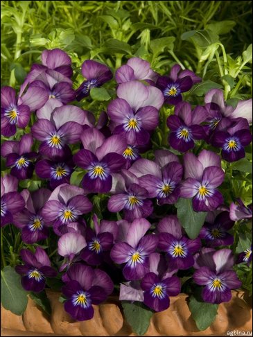 Виола рогатая (Viola cornuta)