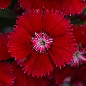Гвоздика китайская х турецкая (Dianthus chinensis x barbatus)