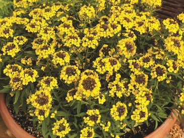 Желтушник гибридный (Erysimum hybridum)