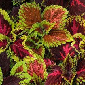 Колеус гибридный (Coleus х hybrida)