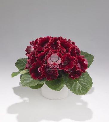 Глоксиния гибридная (Sinningia hybrida)