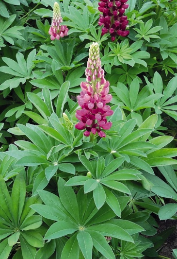 Люпин многолистный (Lupinus polyphyllus)