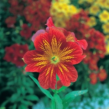 Сальпиглоссис выемчатый (Salpiglossis sinuata)