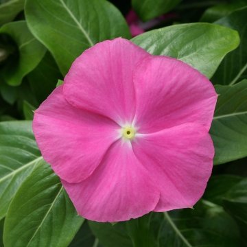 Катарантус розовый (Vinca rosea)