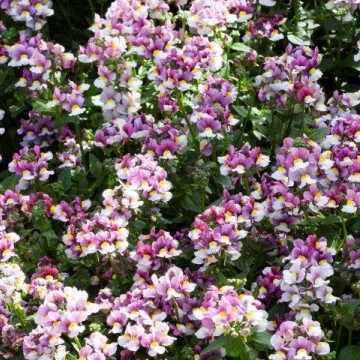 Немезия лазоревая (Nemesia foetens)