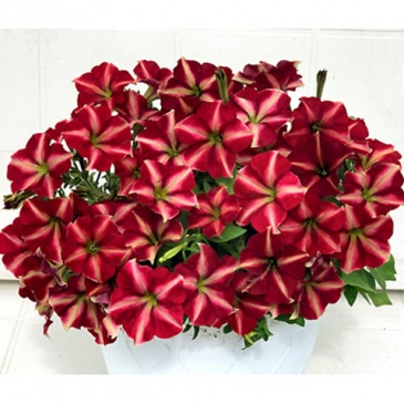 Петуния ампельная гибридная (Petunia x hybrida)