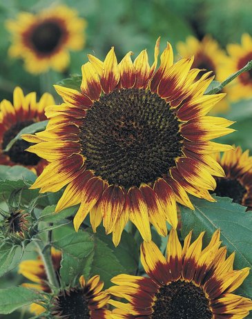 Подсолнечник летний (Helianthus annuus)