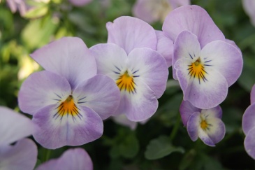 Виола рогатая (Viola cornuta)