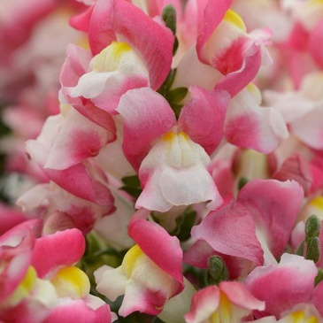 Львиный зев (Антирринум) большой (Antirrhinum majus)
