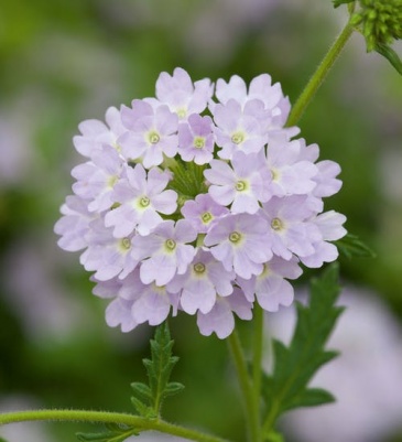 Вербена гибридная (Verbena hybrida)