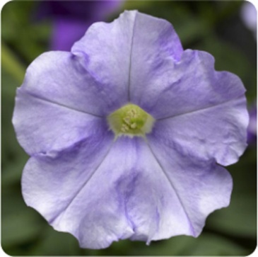 Петуния ампельная гибридная (Petunia x hybrida)