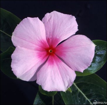 Катарантус розовый (Vinca rosea)
