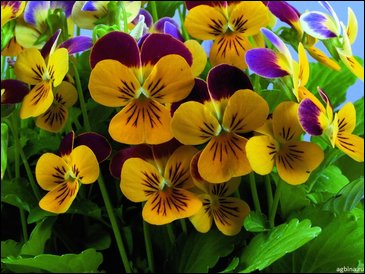 Виола рогатая (Viola cornuta)