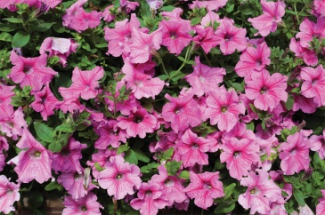 Петуния ампельная гибридная (Petunia x hybrida)