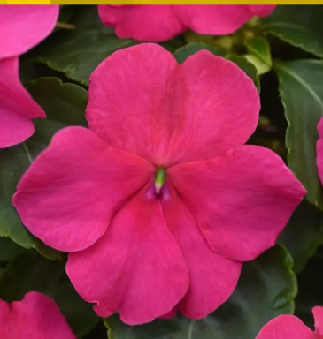 Бальзамин Уоллера (Impatiens walleriana) Бальзамин Уоллера (Impatiens walleriana)