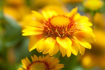 Гайлардия остистая крупноцветковая (Gaillardia aristata grandiflora)