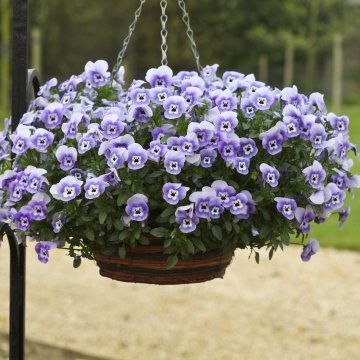 Виола виттрока ампельная (Viola x wittrockiana)