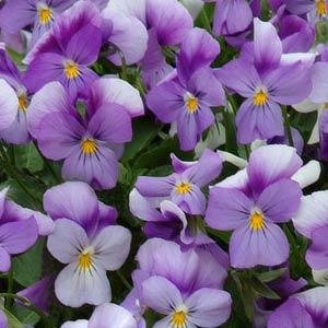 Виола виттрока ампельная (Viola wittrockiana)