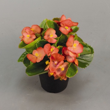 Бегония вечноцветущая (зеленая листва) (Begonia semperflorens)