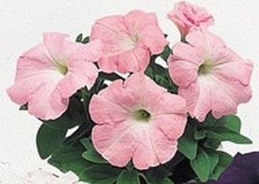 Петуния крупноцветковая (Petunia grandiflora)