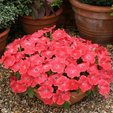 Петуния ампельная гибридная (Petunia х hybrida)