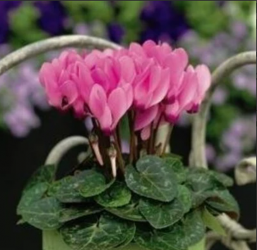Цикламен персидский (Cyclamen persicum)