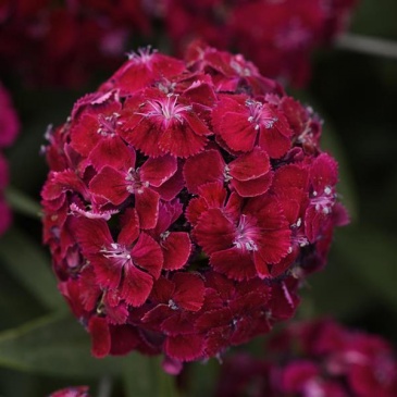 Гвоздика турецкая (Dianthus barbatus)